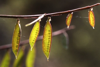 Legume - a dry, dehiscent fruit from a single carpel that splits along both sides at maturity [Fabaceae]